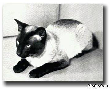 Чемпион Хиллкросс Сонг (Hillcross Song)