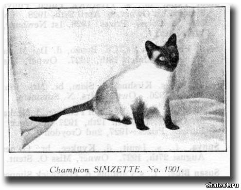 Сиамская кошка Симзетте (Simzette)