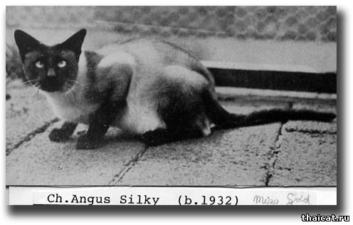 Сиамский кот Ангус Силки (Angus Silky)