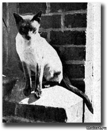 Сиамский кот Ско-Растан Галадима (Sco-Ruston Galadima)