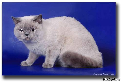 Британская кошка окраса блю-пойнт