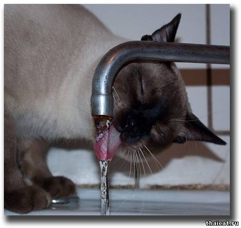 Как кошка пьет
