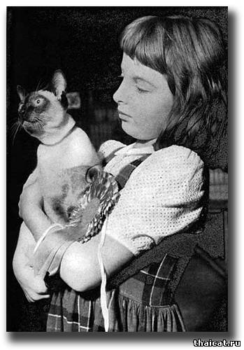 Сиамский кот Чемпион Клонлост Йо-Йо (Clonlost Yo-Yo) 