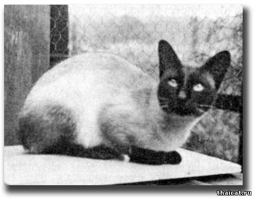 Сиамский кот Прествик Аполло (Prestwick Apollo)