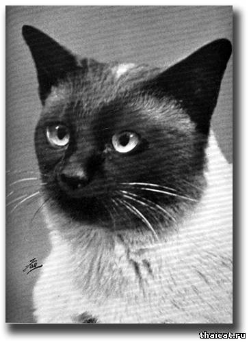 Сиамский кот Пита (Pita)