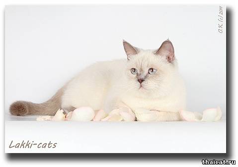 Британская кошка окраса лайлак-пойнт