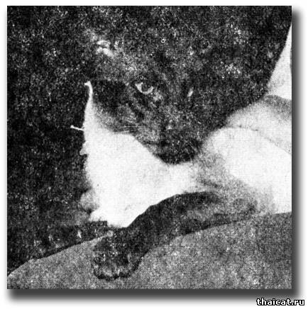 Сиамский кот Большой Чемпион Амберсил Электо (Amberseal Electo)