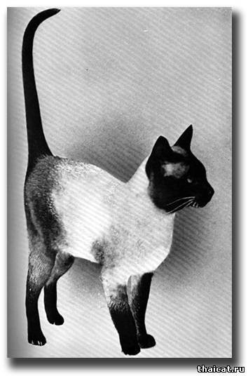 Сиамский кот Мистик Дример (Mystic Dreamer)