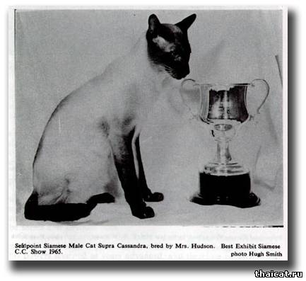 Сиамский кот Супра Кассандра (Supra Cassandra)