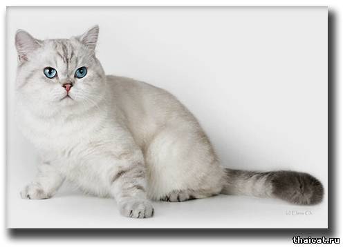 Британская кошка серебристый колор-пойнт