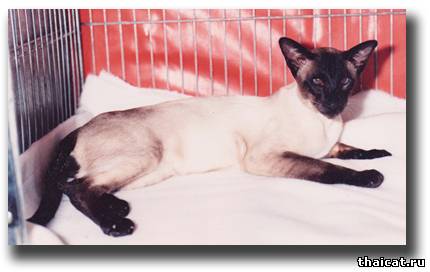 Большой Чемпион Ловинамист Лаймлайт (Lovinamist Limelight)