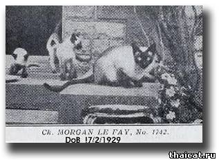 Сиамская кошка Морган ле Фей (Morgan le Fay) с котятами