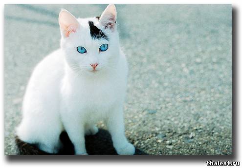 Кошка с голубыми глазами