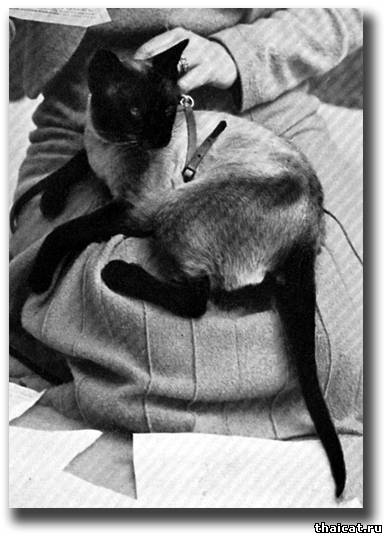 Сиамский кот Линдейл Саймон Пай (Lindale Simon Pie)