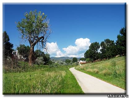 Сиамский кот Бежик - Шаман, или победа разума над сарсапариллой