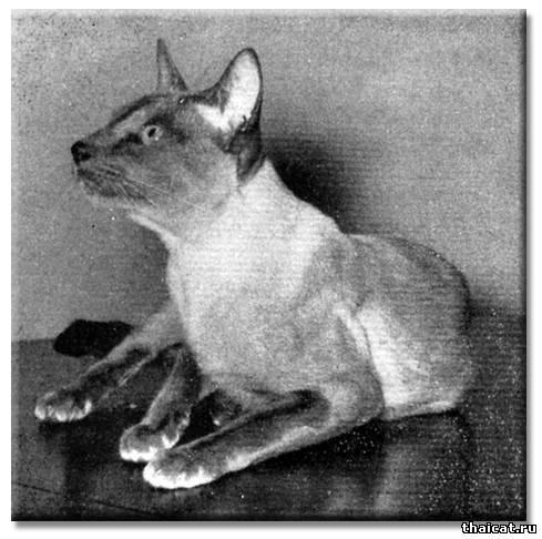 Сиамский кот Чемпион Линтон Аякс (Linton Ajax)