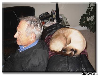 Сиамский кот Бежик - Шаман, или победа разума над сарсапариллой