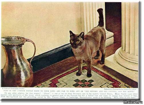 История окраса шоколад-пойнт