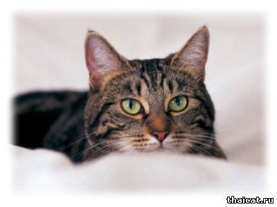 Мочекаменная болезнь - как защитить свою кошку от рецидива?