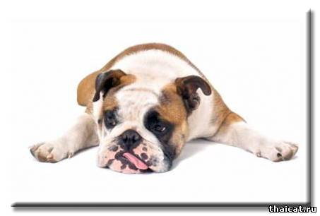 Остеоартроз у собак: лечение