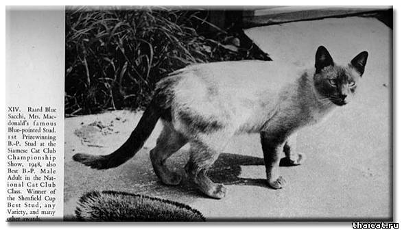 Раард Блю Саччи (Raard Blue Sacchi)