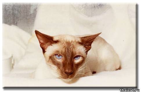 Большой Чемпион Каприко Рейнголд / Gr. Ch. Kaprico Rhinegold