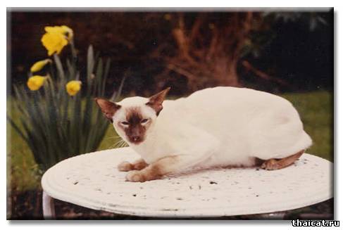 Большой Чемпион Кайросс Андроклс / Gr. Ch. Chaiross Androcles