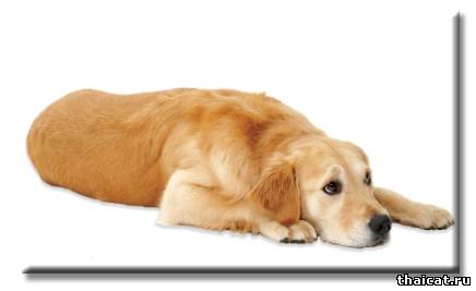 Остеоартроз у собак: стадии