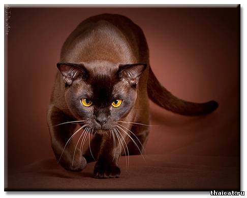 бурманская сиамская кошка