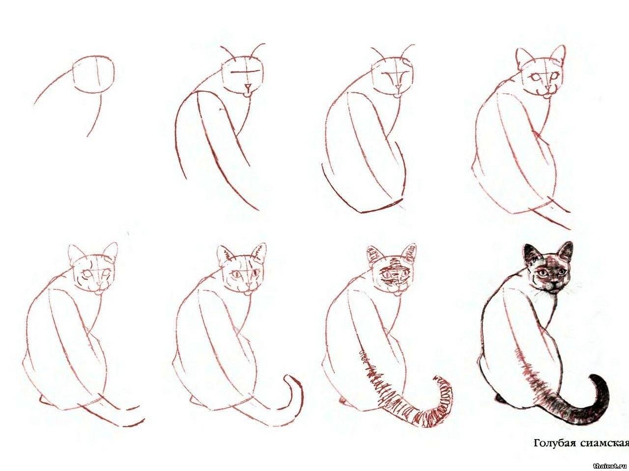 нарисовать тайскую кошку