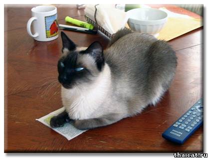 Сиамский кот Бежик - Шаман, или победа разума над сарсапариллой