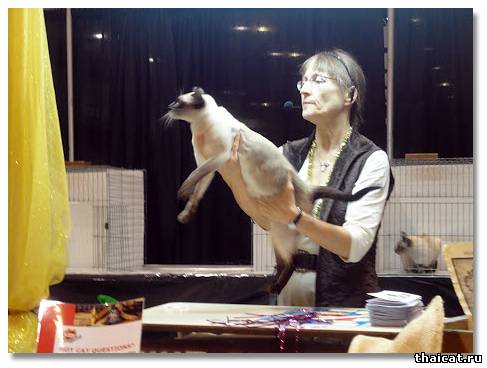 Кристи Бёрд и тайские кошки