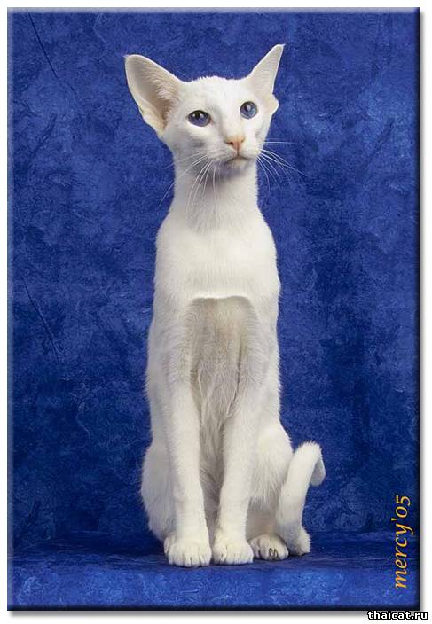 Белая сиамская кошка (форин уайт).