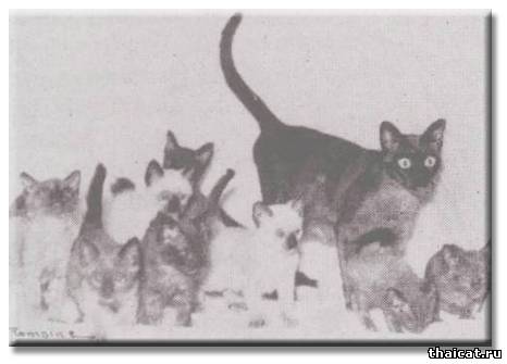 История окраса шоколад-пойнт