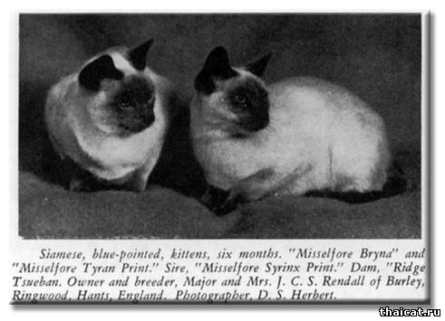 Сиамские котята блю-пойнт. Миссельфор Брайна и Миссельфор Тиран Принт