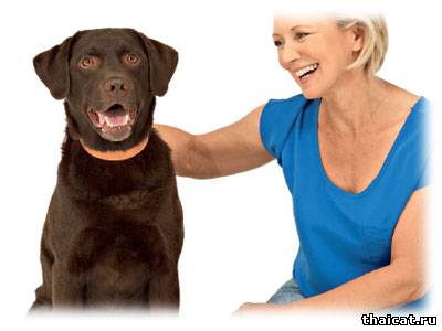 Остеоартроз у собак