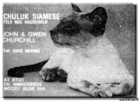 Сиамский кот Чемпион Амбервич Муди Блю (Amberwych Moody Blue)