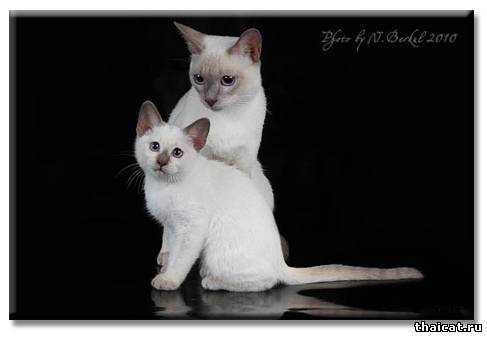 Тайские кошки окраса лайлак-пойнт