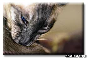 У кошки перхоть!