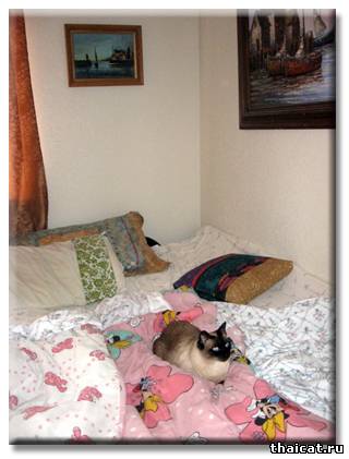 Сиамский кот Бежик - Шаман, или победа разума над сарсапариллой