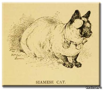 Первый стандарт сиамской кошки