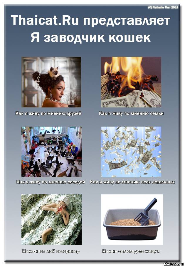 Я заводчик кошек