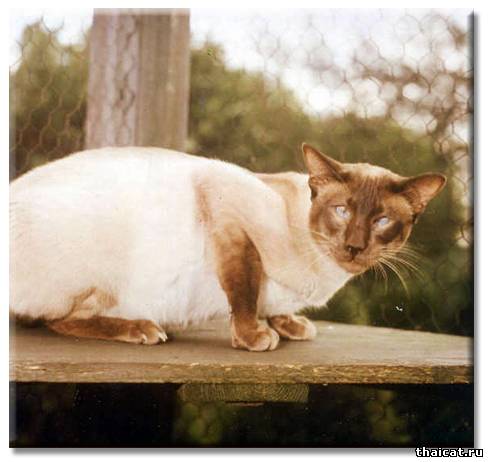 Чемпион Бойдич Макгиль