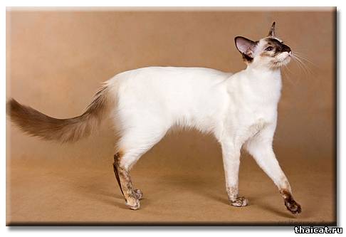 Балийская кошка. Предки - сиамские кошки