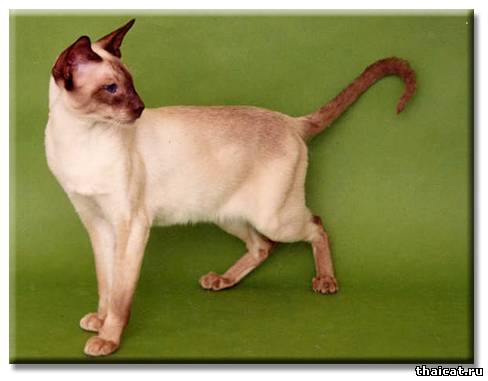 Большой Чемпион Анорва Делтойд / Gr. Ch. Anorwa Deltoid