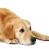 Остеоартроз у собак: стадии