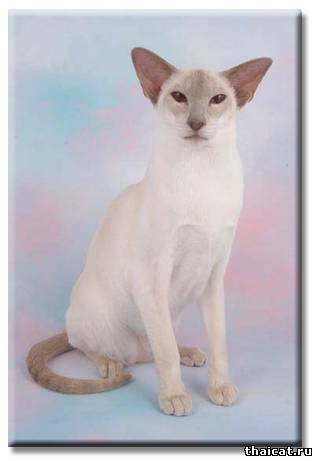 Сиамская кошка окраса лайлак-пойнт