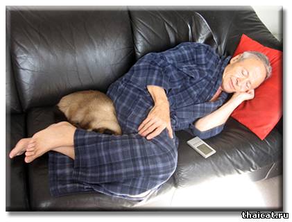 Сиамский кот Бежик - Шаман, или победа разума над сарсапариллой