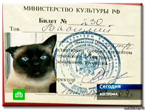Студенческий билет тайского кота Василия