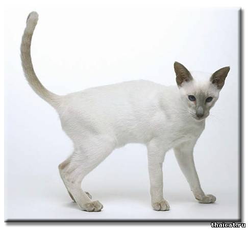 Сиамские кошки окраса лайлак-пойнт